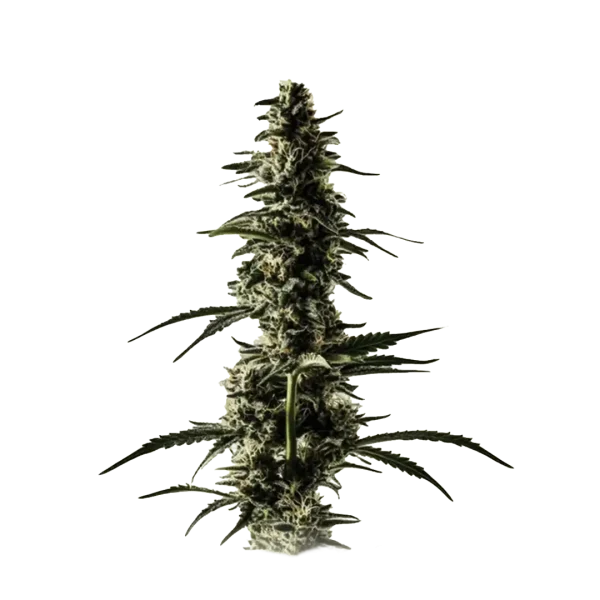 Lemon Skunk