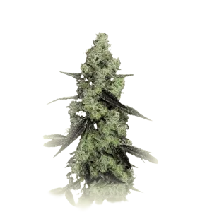 Lemon Thai
