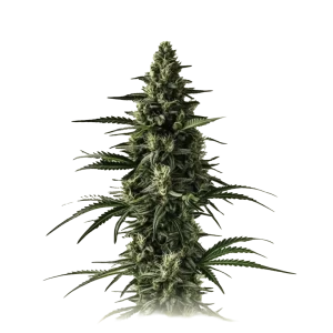 Lemon Tree
