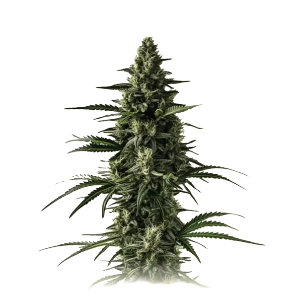 Lemon Tree