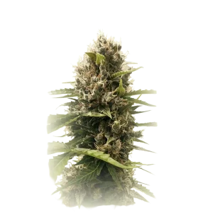 Mandarin Frost