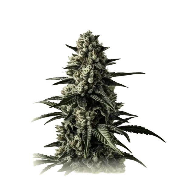 Mango Haze
