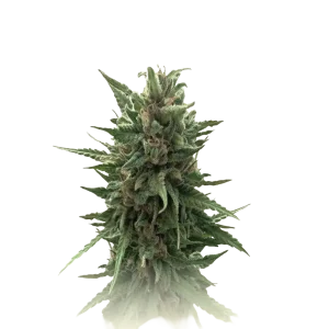 Marmalate