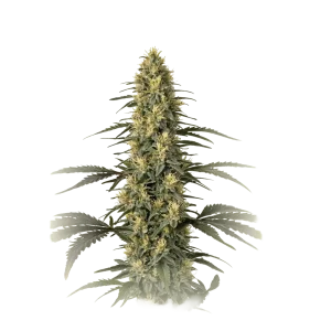 Master Kush