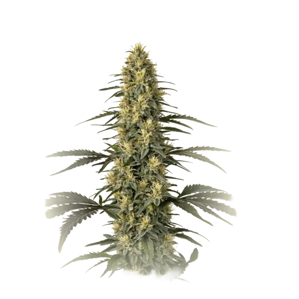 Master Kush
