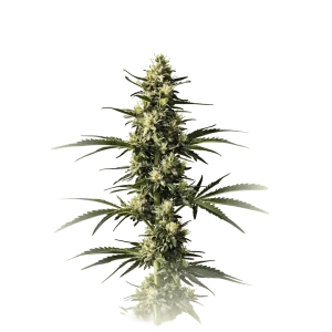 Medical CBD