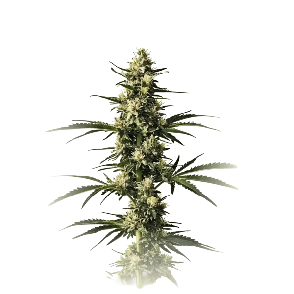 Medical CBD