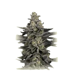 Mendo Breath