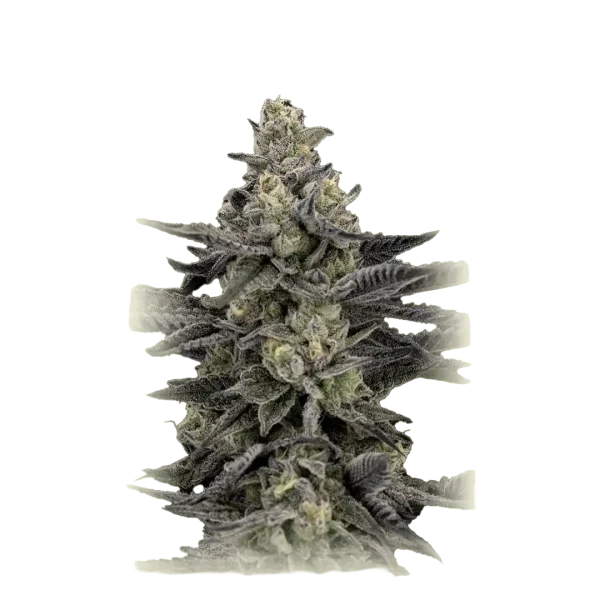 Mendo Breath