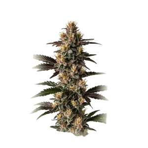 Mendo Cookies B X 4
