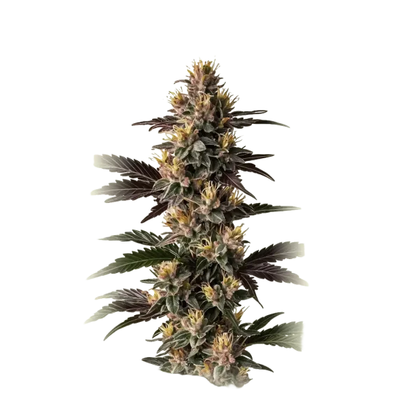 Mendo Cookies B X 4
