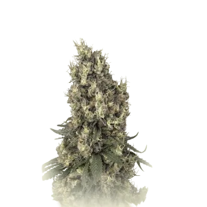 Mendocino