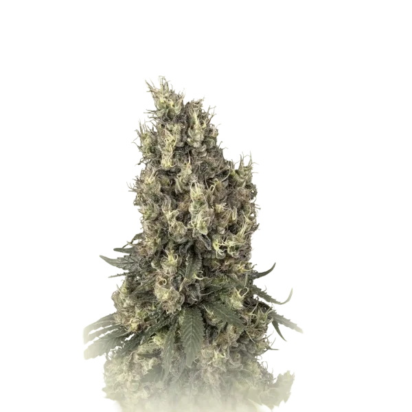 Mendocino