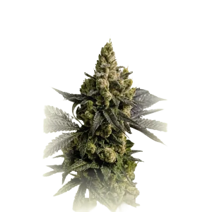 Mendocino Channel Kush