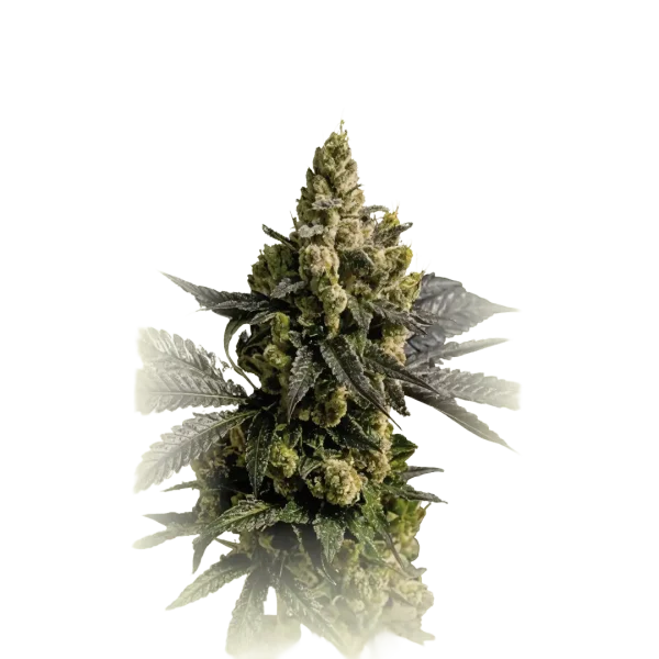 Mendocino Channel Kush