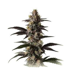 Mendocino Purple
