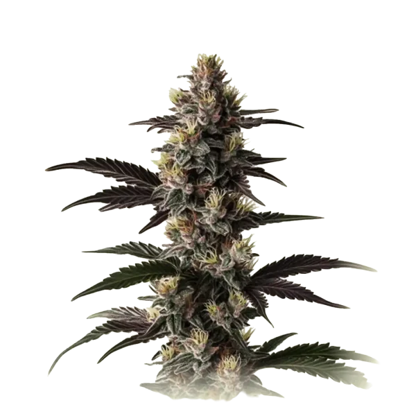 Mendocino Purple
