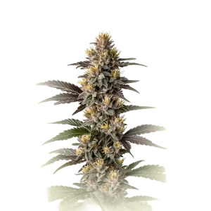 Mendocino Purple Kush
