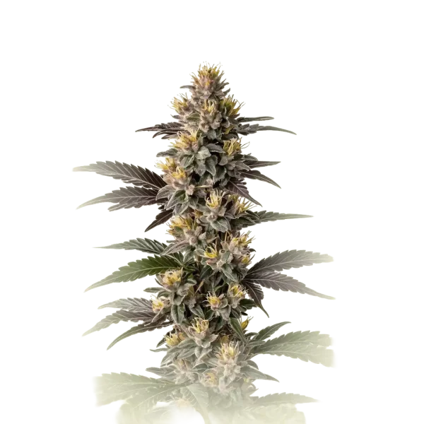 Mendocino Purple Kush