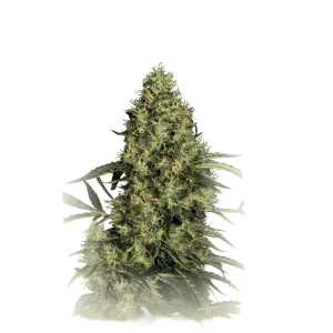 Mexican Sativa