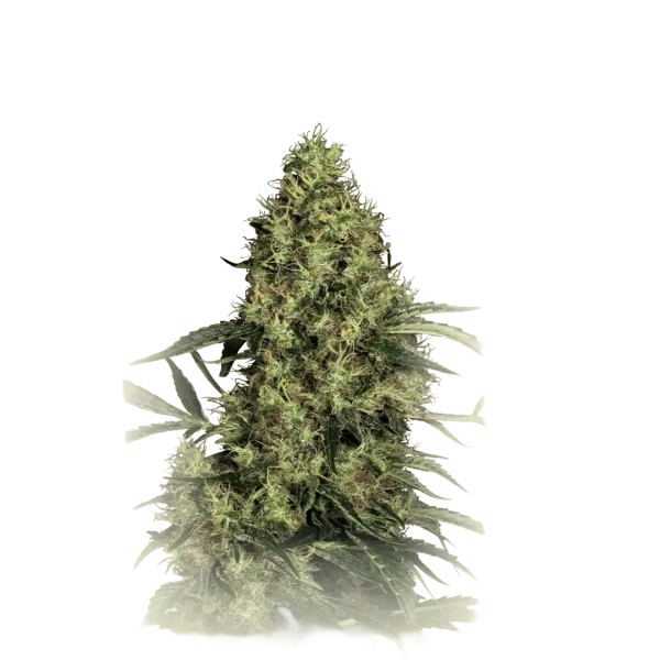 Mexican Sativa