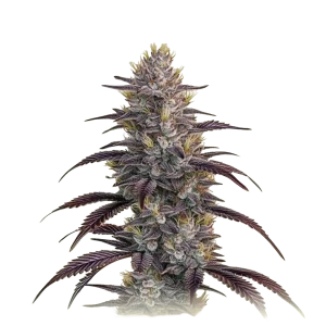 Mimosa