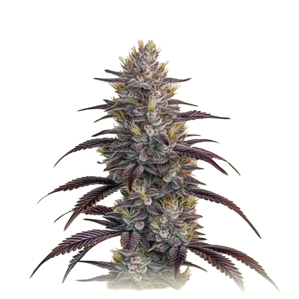 Mimosa