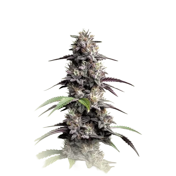 Mimosa Cookies