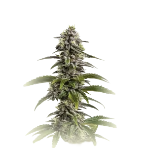Mimosa Cookies Auto