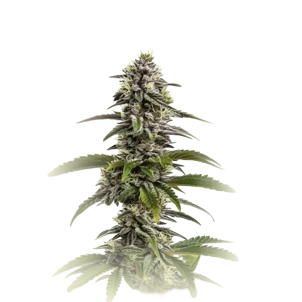 Mimosa Cookies Auto