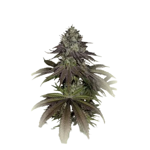 Mimosa Evo
