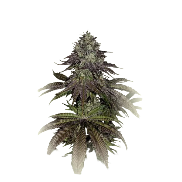 Mimosa Evo