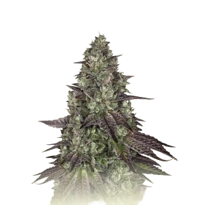 Mimosa Evo Auto