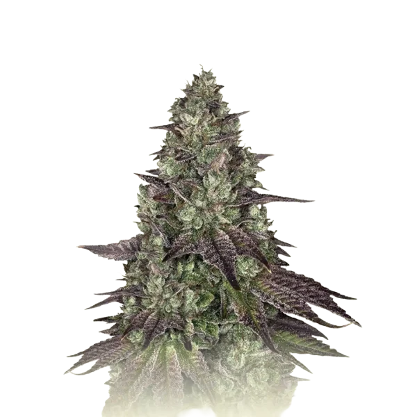 Mimosa Evo Auto