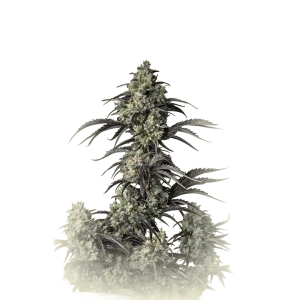 Mimosa Evo Fast F1