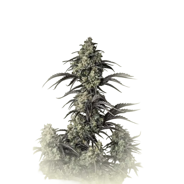 Mimosa Evo Fast F1