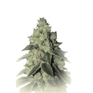 Monkey Haze