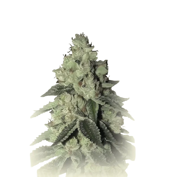 Monkey Haze
