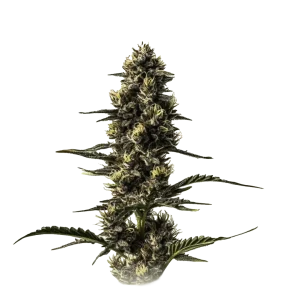 NY Diesel