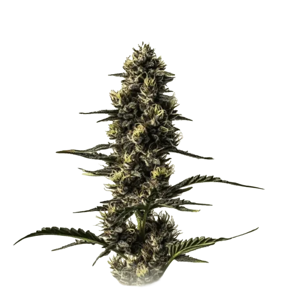 NY Diesel