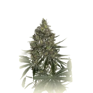 New York Diesel OG Kush