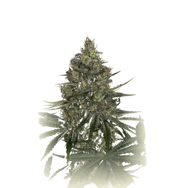 New York Diesel OG Kush