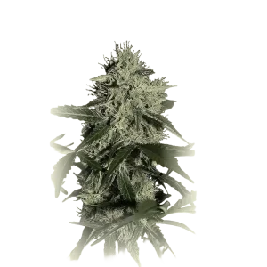 NL Auto