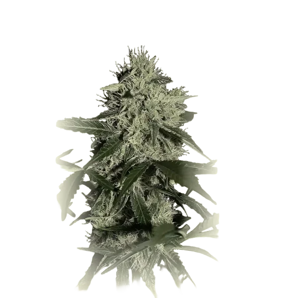 NL Auto