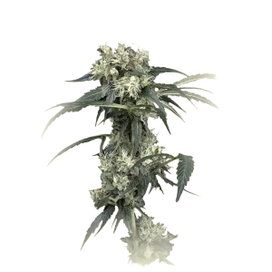 NL5 Haze