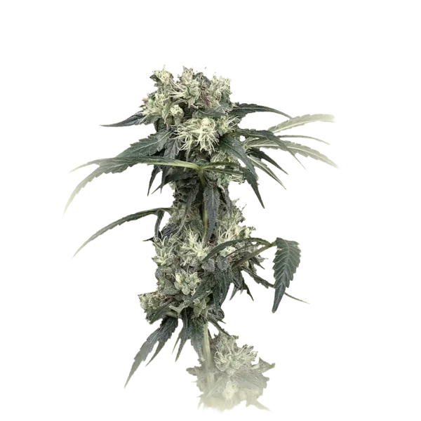 NL5 Haze