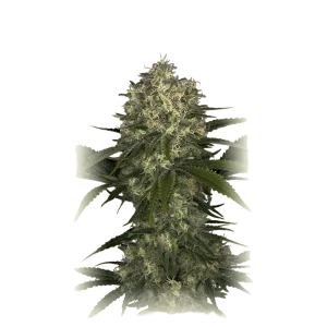 NLX