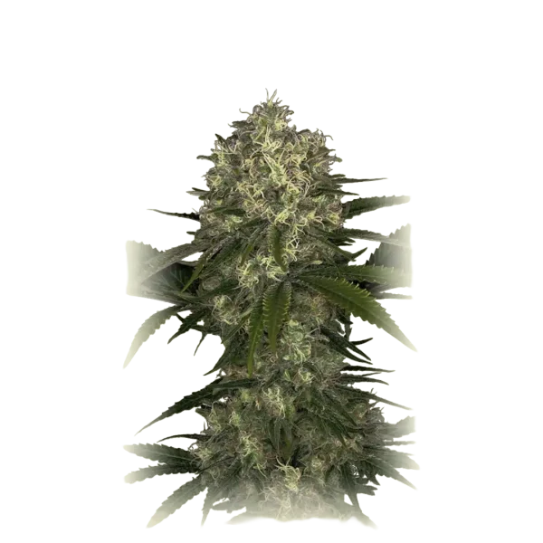 NLX