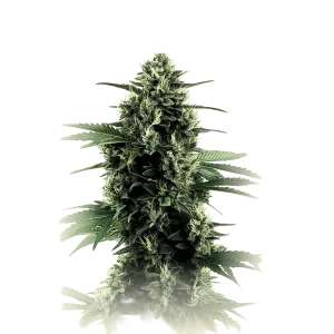 Northern Light Auto