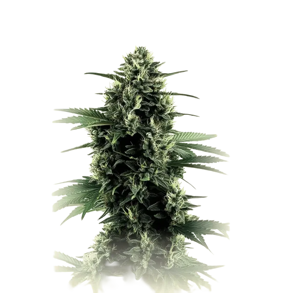 Northern Light Auto